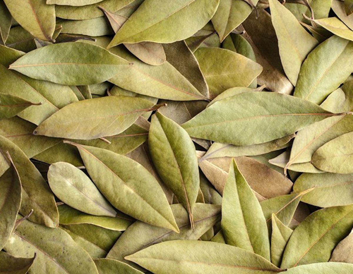 bayleaf